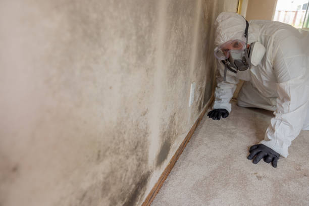  Winnsboro Mills, SC Mold Removal Pros